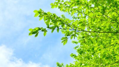 夏季休業のお知らせ（2026年度）